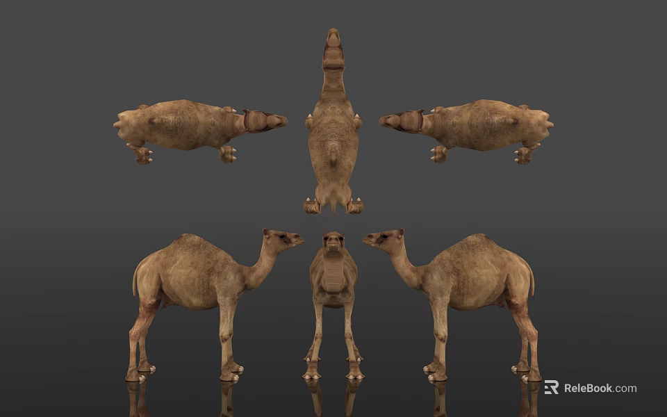 Camel Different Poses Displayed In Multiple Angles With Gray Background Reflection 3d model 