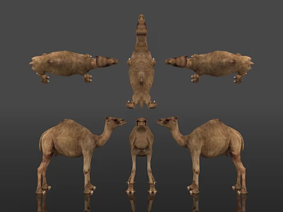 Camel Different Poses Displayed In Multiple Angles With Gray Background Reflection 3d model