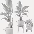 Large Leafy Potted Plants With Metal And White Pots On Wooden Stool