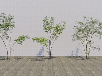 Modern Tree Landscape Tree 3d model