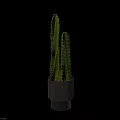 Green Cactus Plant With Upright Stems In Metallic Silver Pot On Minimalist Gray Background