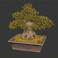 Lush Foliage Bonsai Tree With Thick Trunk In Square Pot And Yellow Pebbles