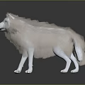 White And Light Brown Wolf Standing On Black Reflective Ground With Gray Gradient Background 3d model