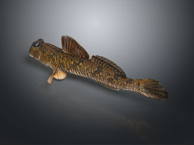 Mudskipper with Brown Yellow Coloration Large Eyes and Dorsal Fins Unique Body Structure 3d model