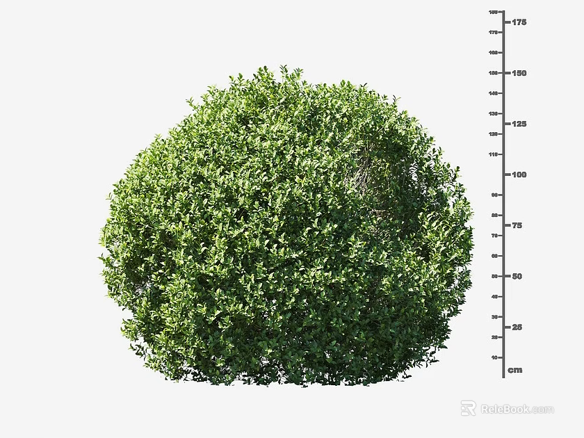 Lush Round Green Shrub with Clear Height Measurement Scale in Centimeters 3d model