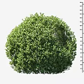 Lush Round Green Shrub with Clear Height Measurement Scale in Centimeters 3d model
