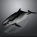 Realistic Gray And White Dolphin With Open Mouth Fins Tail Shiny Surface And Reflection