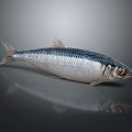 Silver Fish with Black Stripes and Red Eyes on Gray Background with Reflection