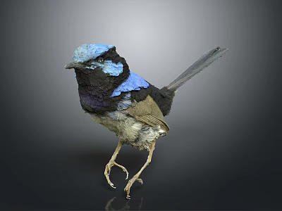Small Bird with Blue Head Black and Light Brown Feathers Standing on Black Background with Reflection 3d model