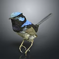 Small Bird with Blue Head Black and Light Brown Feathers Standing on Black Background with Reflection