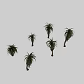 Exotic Succulent Plants With Long Green Leaves And Thick Stems In Group Arrangement