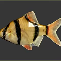 Vibrant Tropical Fish With Yellow Black Orange Stripes Bright Fins And Tail
