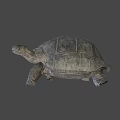 Giant Turtle Game Movie Character With Realistic Rough Shell And Textured Skin