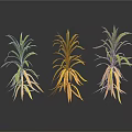 Three Plants With Green Leaves And Yellow Roots On White Background With Reflections