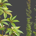 Various Climbing Vines Featuring Green Foliage and Different Leaf Shapes