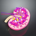 Detailed 3D Rendered Human Kidney Anatomy With Detailed Blood Vessels And Internal Structures