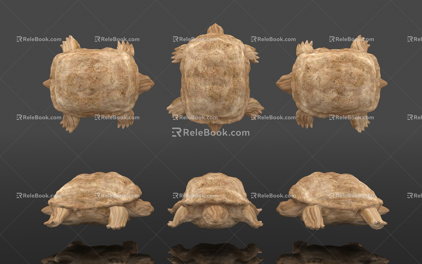 Tortoise Tortoise Tortoise Specimen Wood Carving Carving Biological Reptile Amphibian Display Popular Science Education Museum Zoo 3d model