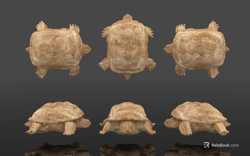 Reptile Turtle Shown From Different Angles With Textured Shell And Multiple Views 3d model 