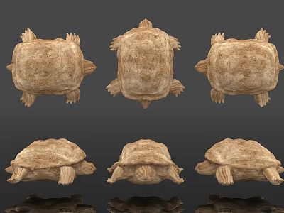 Reptile Turtle Shown From Different Angles With Textured Shell And Multiple Views 3d model