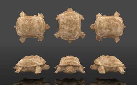 Tortoise Specimen Wood Carving Biological Reptile Amphibian Display Popular Science Education Museum Zoo 3d model