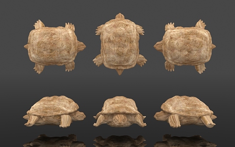 Tortoise Specimen Wood Carving Biological Reptile Amphibian Display Popular Science Education Museum Zoo 3d model