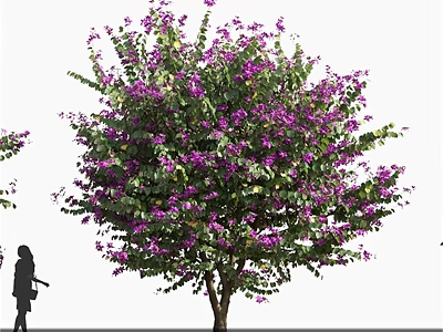 Lush Flowering Arbor With Purple Blooms And Person Silhouette In Outdoor Scene 3d model