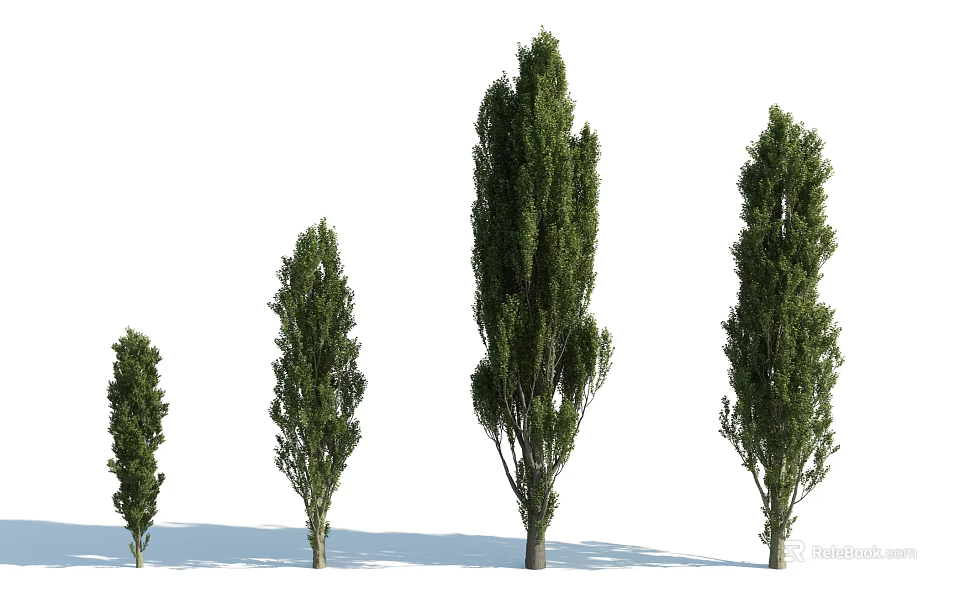 Healthy Green Arbor Trees in Various Sizes and Growth Stages 3d model 