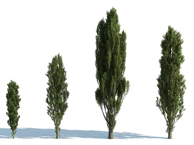 Healthy Green Arbor Trees in Various Sizes and Growth Stages 3d model