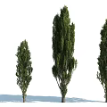 Healthy Green Arbor Trees in Various Sizes and Growth Stages