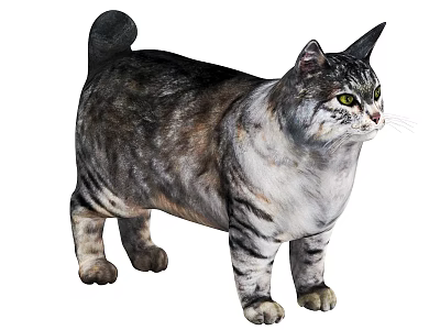 Plump Gray And White Tabby Cat With Bright Yellow Eyes Standing 3d model