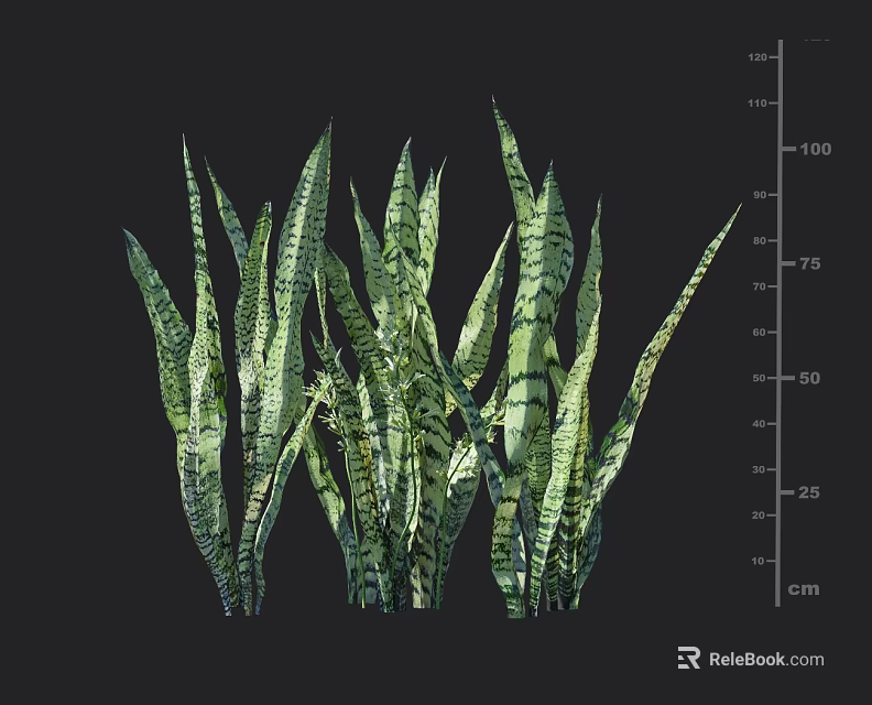 Green Striped Snake Plant With Long Leaves And Height Measurement For Indoor Decor 3d model 