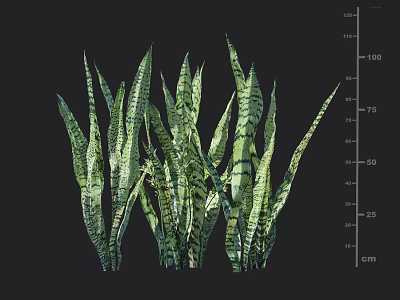 Green Striped Snake Plant With Long Leaves And Height Measurement For Indoor Decor 3d model