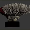 Sculptural Coral Structure With Grayish White Branches And Vibrant Red Center On Black Base