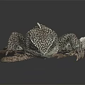 Lizard With Detailed Skin And White Spots Lying On Smooth Surface Against Black Background