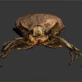 Brown Shiny Beetle Crawling On Dark Background With Detailed Exoskeleton Close Up View