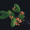 Plant Branch With Green Leaves And Red Yellow Small Fruits On Black Background