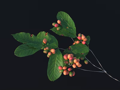 Plant Branch With Green Leaves And Red Yellow Small Fruits On Black Background 3d model