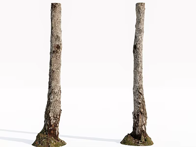 Two Tree Trunks With Rough Bark And Root Base On White Background 3d model