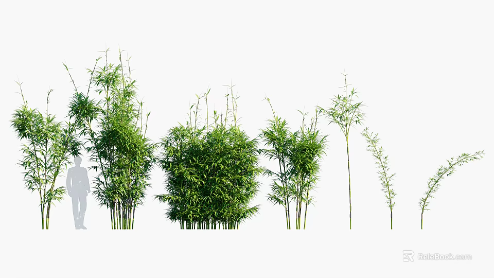 Bamboo Plants Of Various Heights With Green Foliage For Garden Decoration 3d model 