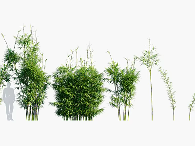 Bamboo Plants Of Various Heights With Green Foliage For Garden Decoration 3d model