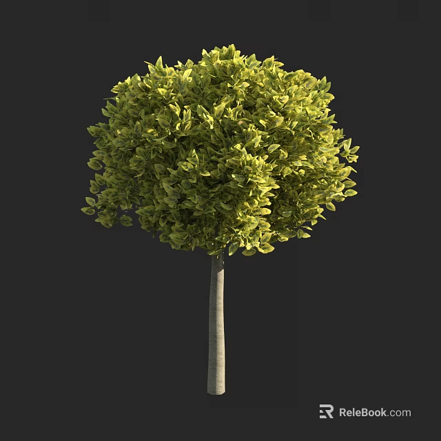 Lush Green Arbor With Rounded Canopy And Slender Trunk In Outdoor Space 3d model