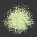 Leafless Tree With Slender Branches On Black Background Clear Structure