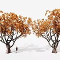 Two Large Trees With Lush Orange Leaves And Person Standing Between Them