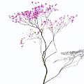 Ornamental Arbor with Pink Blossoms Slender Branches and Natural Shadow