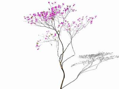 Ornamental Arbor with Pink Blossoms Slender Branches and Natural Shadow 3d model
