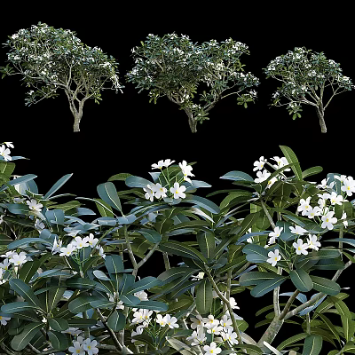 Modern plumericum landscape tree 3d model