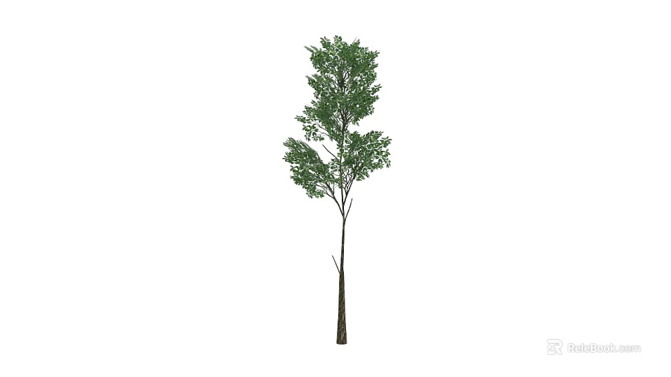Single Arbor With Slender Trunk And Dense Green Foliage In White Background 3d model