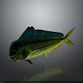 Vibrant Mahi Mahi Fish with Green Blue Yellow Colors and Shiny Scales on Dark Background