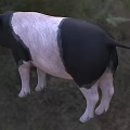 Black And White Pig Standing On Green Grass In Natural Outdoor Setting