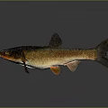 Brown And Orange Fish With Distinct Fins And Tail On Gray Background With Reflection